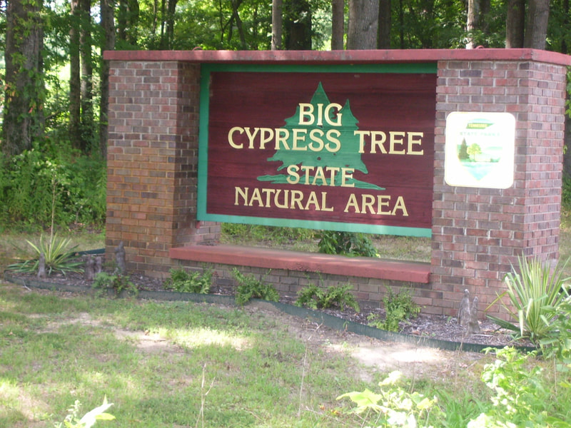 1. Big Cypress Tree State Park, Greenfield, TN